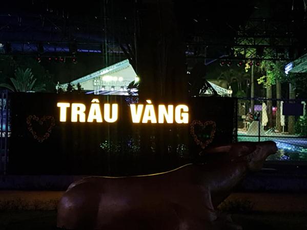 Trâu vàng
